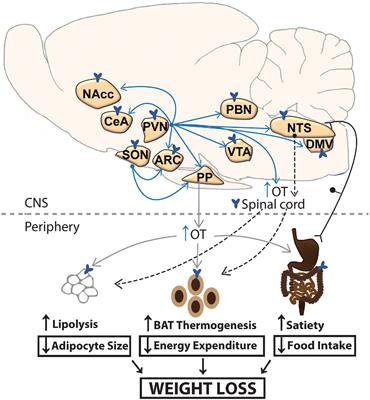 Oxytocin as an Anti-obesity Treatment